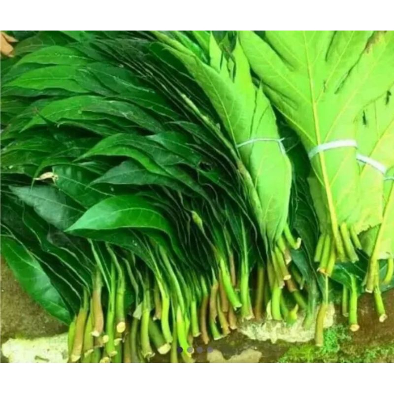 

DAUN SUKUN FRESH 500 GRAM