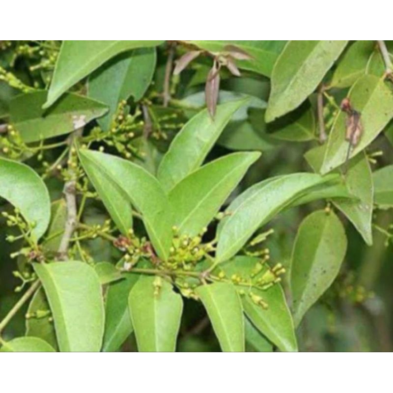 

Benalu mangga segar benalu pohon mangga 1kg