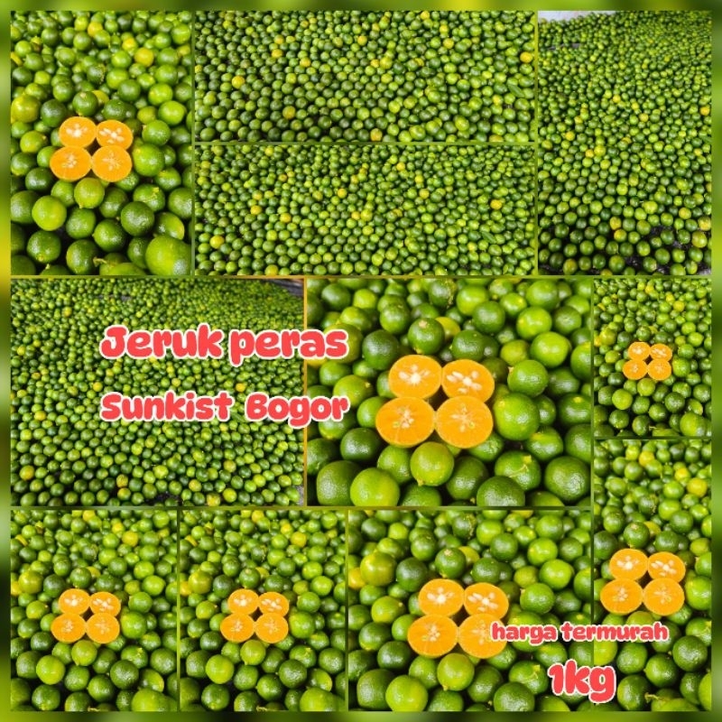 

JERUK Sonkit/jeruk kancing harga 1kg super termurah di online