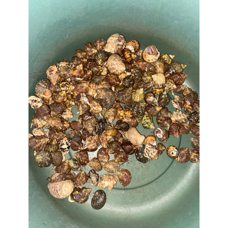 KELOMANG/YUYU RUMPUNG/UMANG-UMANG RANDOM (1,1kg)