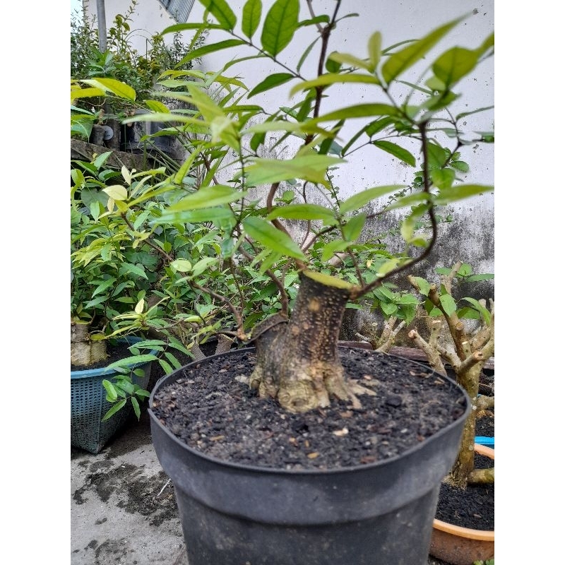 BONSAI ANTING PUTRI PROKAR