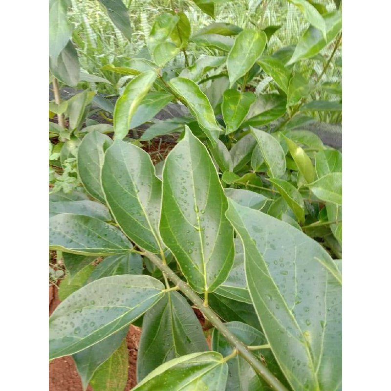 

500gram Daun cincau segar