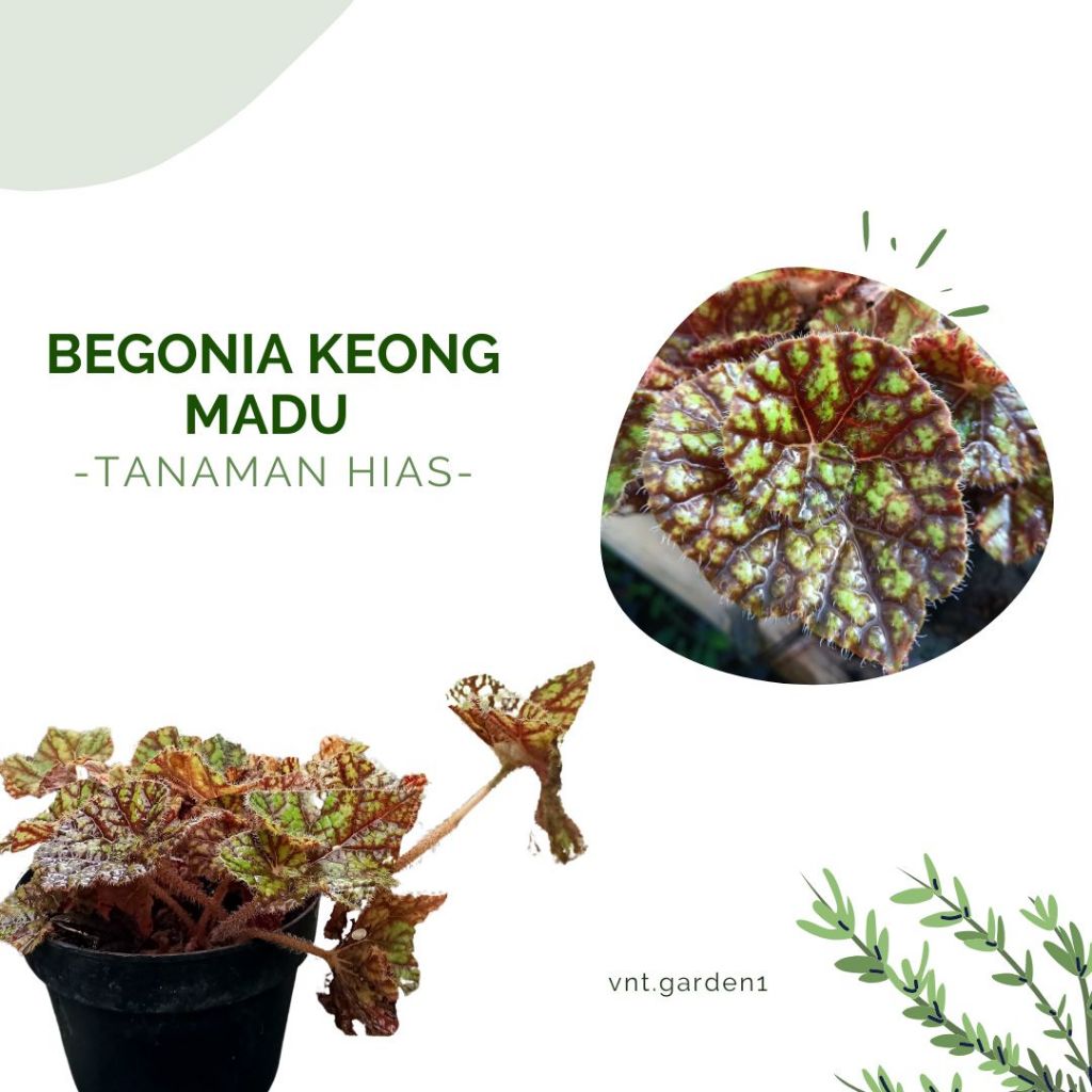 Tanaman Hias Begonia Keong Madu / Keong Macan / Begonia Keong Madu
