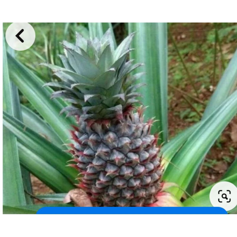 

1 buah nanas muda asli freesh mendadak petik ,pelancar haid