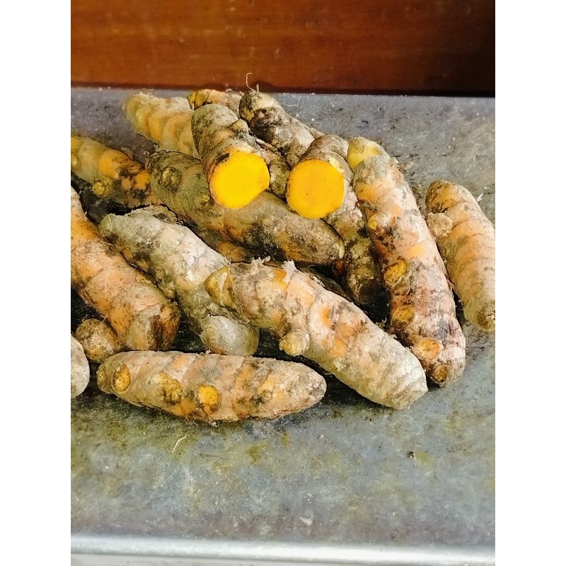 

Kunyit Segar ( Fresh )