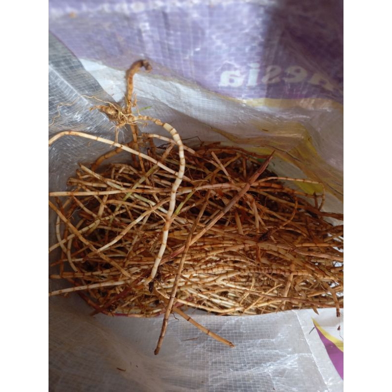 

akar alang alang (ilalang) asli fresh segar dari kebun