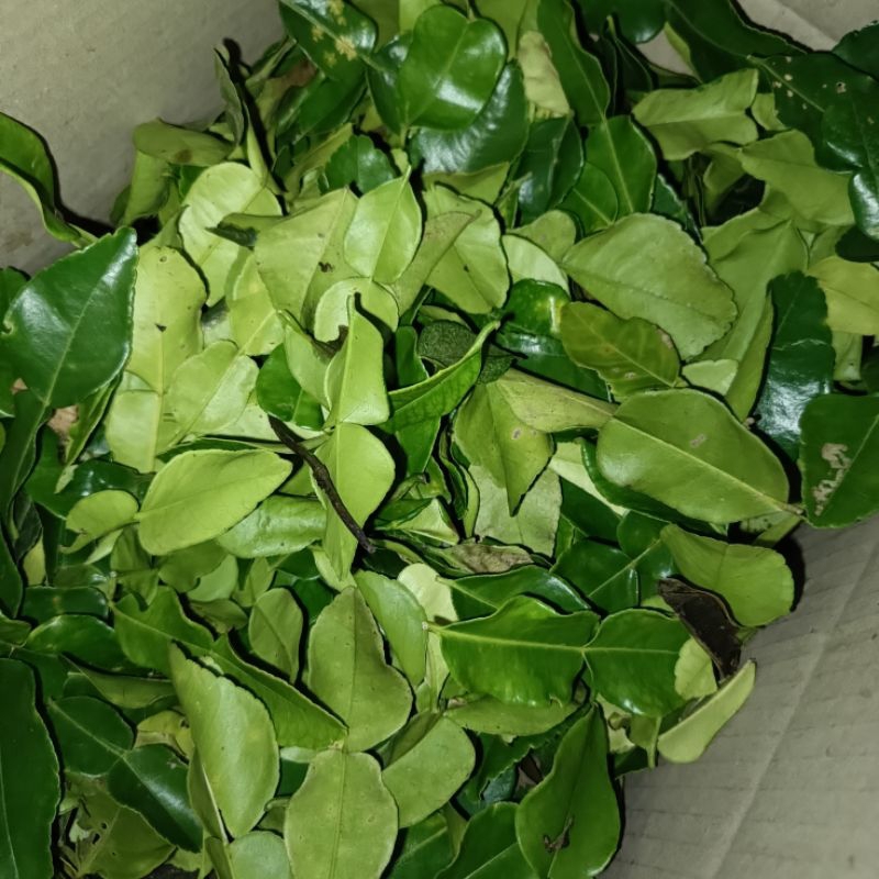 

Daun jeruk purut segar