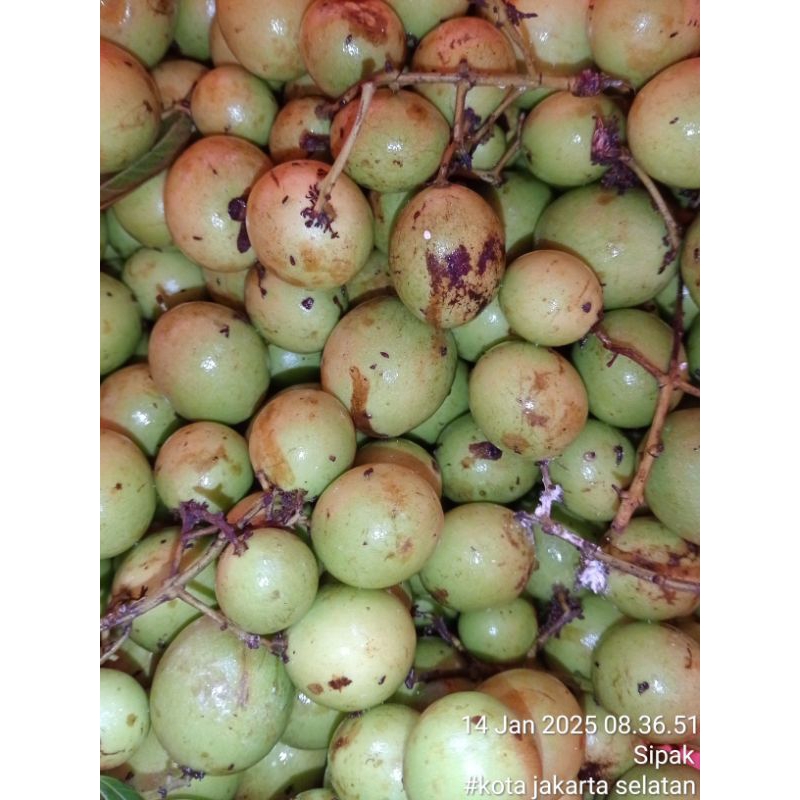 

Buah Gandaria segat 1 kg