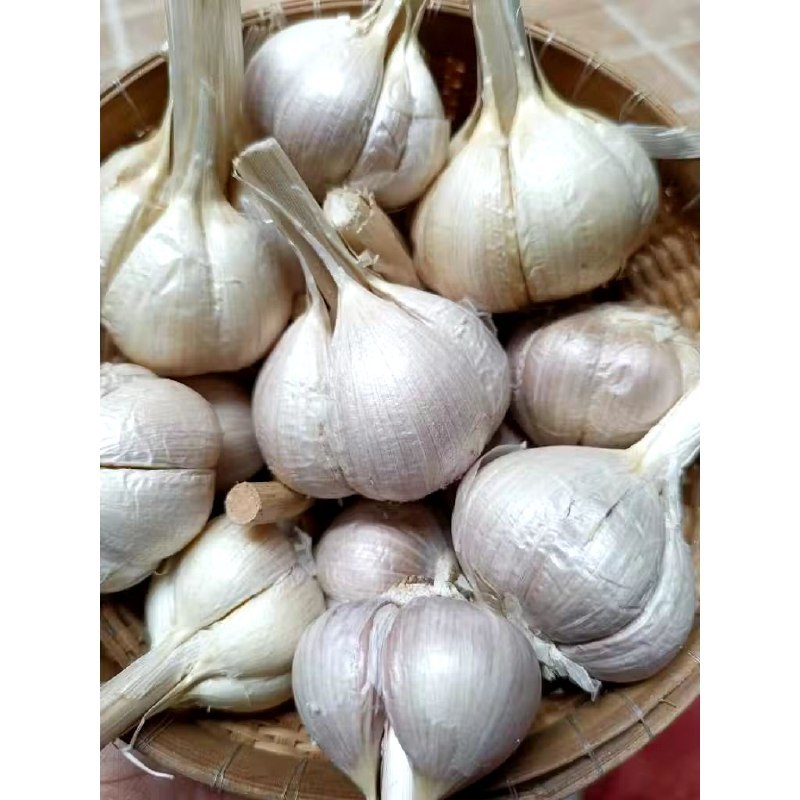 

Bawang Putih Kating Bersih kemasan 1 kg