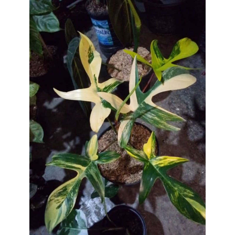 philodenron flobe variegata/Florida beauty variegata