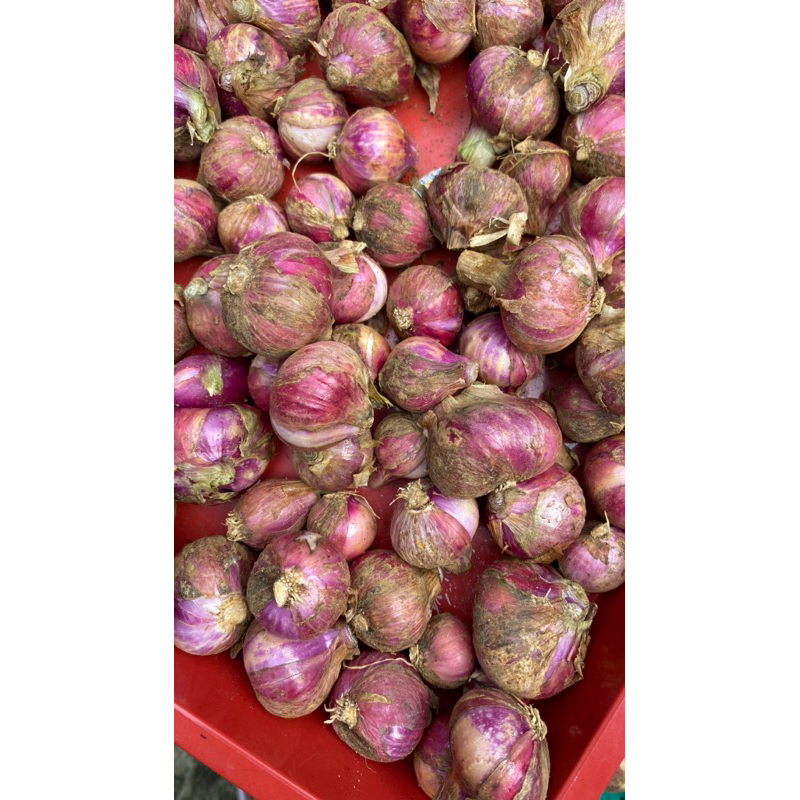 

bawang merah batu