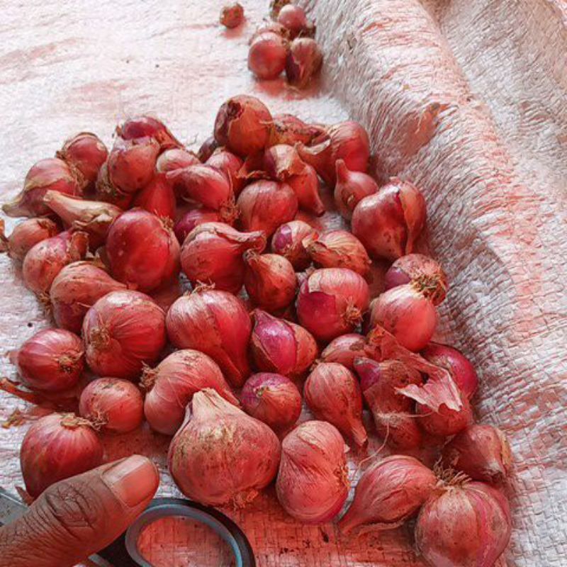 

Bawang merah Ponorogo