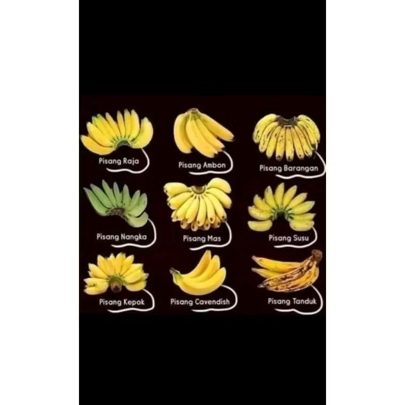 

aneka jenis pisang ada pisang tanduk, pisang uli, pisang kepok, pisang Ambon, pisang mas dan pisang raja buluh