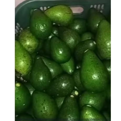 

ALPUKAT MENTEGA FRESS 1KG 16000