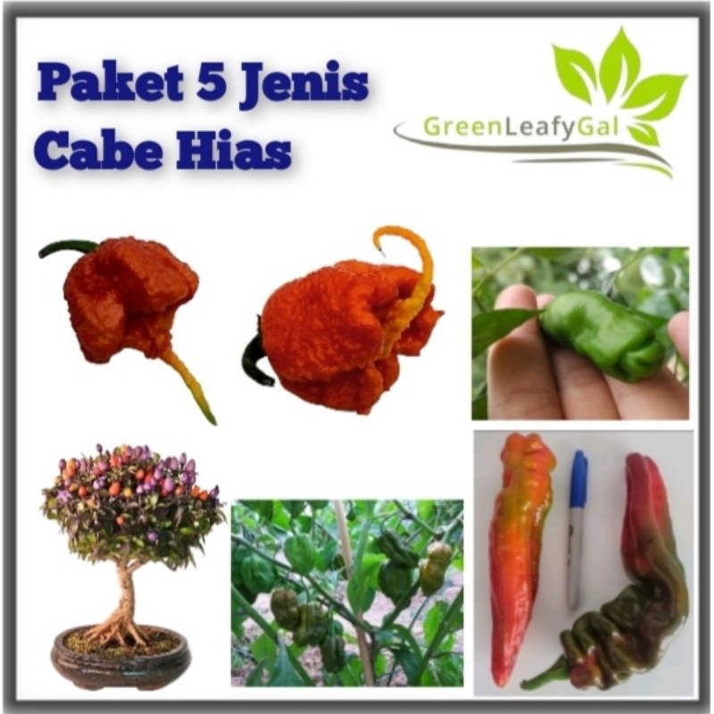 Paket Benih Cabe Hias Bibit Cabe Pelangi Unik