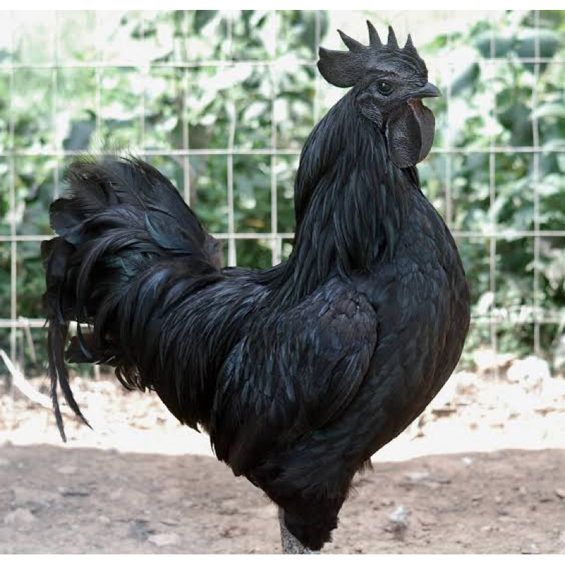 Ayam Cemani Super Asli lidah hitam