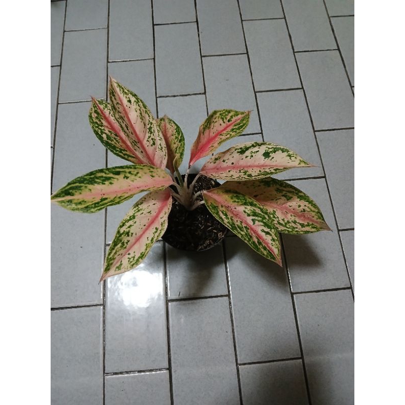 aglaonema silver bell aka monica