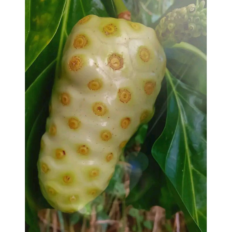

PROMO BUAH MENGKUDU,CENGKUDU/ PACE / KG