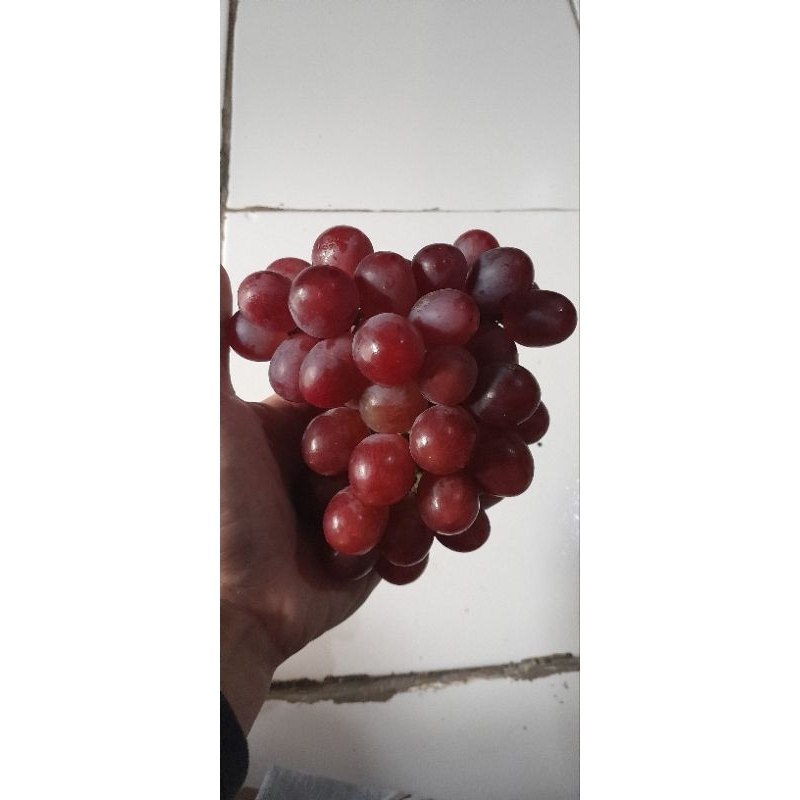

Anggur Import Evresth