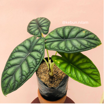 Tanaman alocasia dragon scale hijau | indoor | semi outdoor