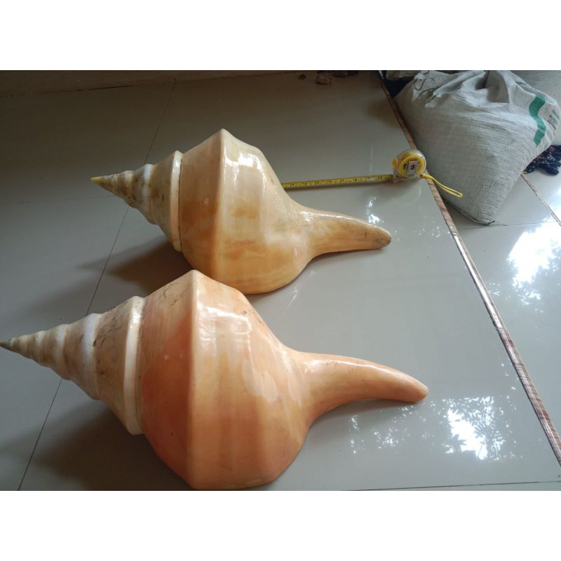 cangkang kerang pajangan jumbo ukuran ±40 cm