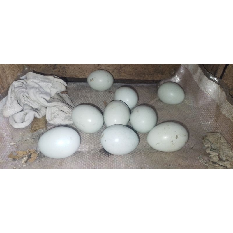 telur ayam birma