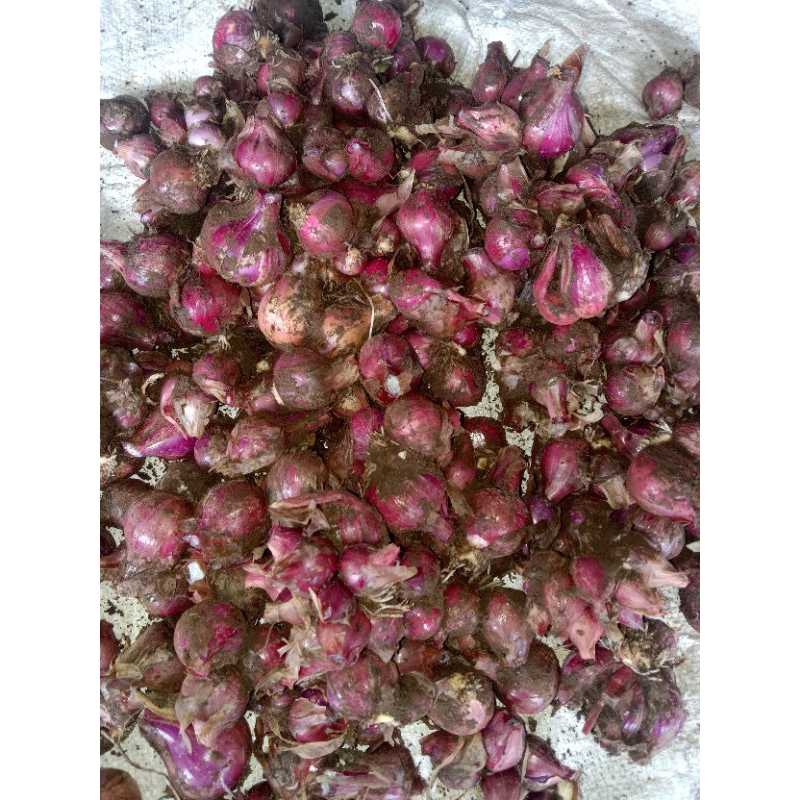 

Bawang Merah