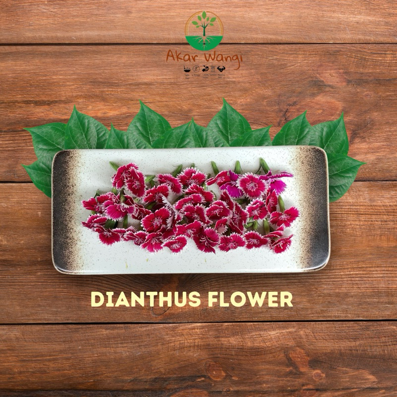 

Edible Flower Dianthus Akar Wangi