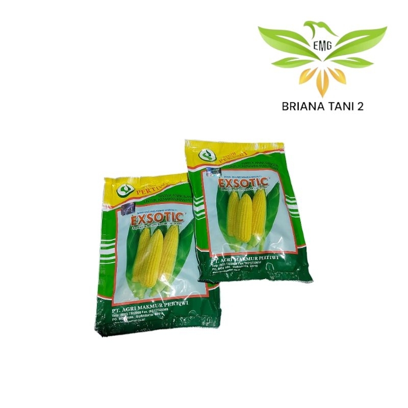Exsotic 1.750 Biji Benih Jagung Manis Hibrida Pertiwi jagung eksotik jagung exotic jagung eksotic