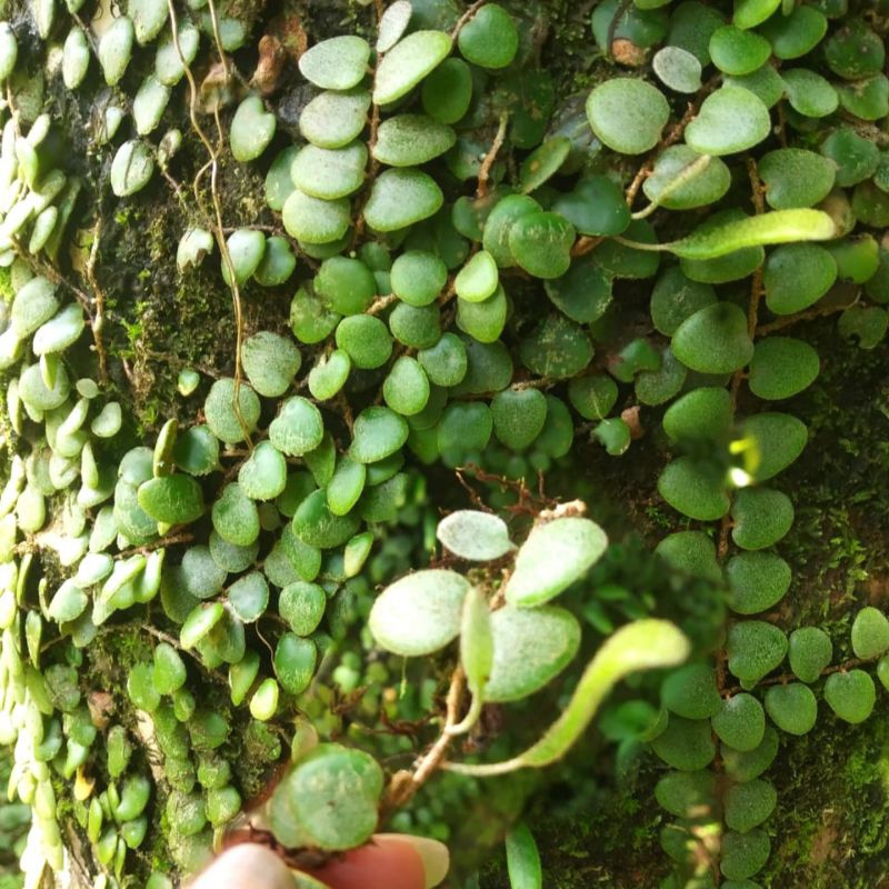 

Daun Picisan/ Sisik Naga Obat Herbal 250gr