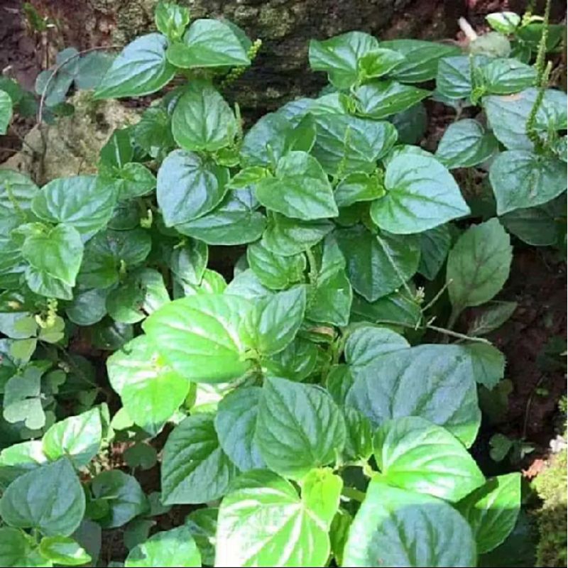 

Daun Sirih Cina Segar/Daun Ketumpang Air Segar 1 Kg