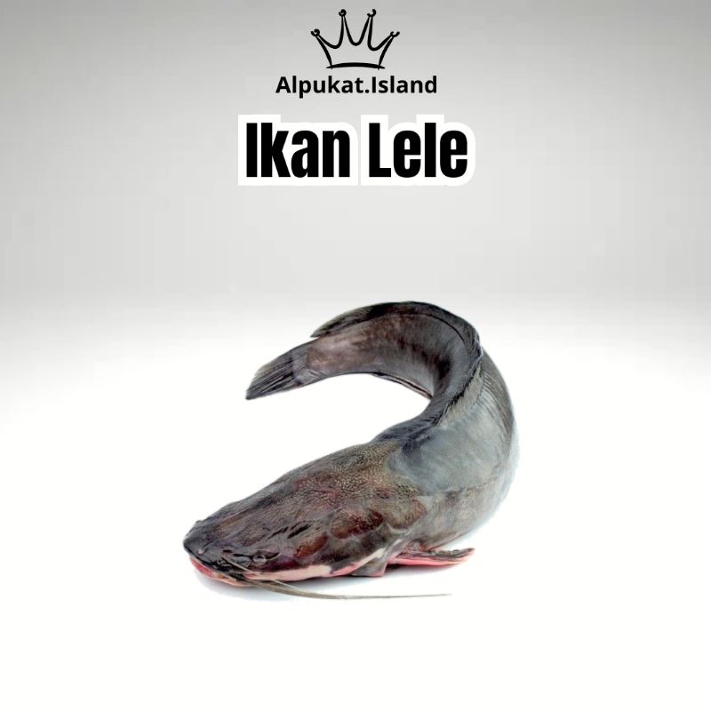 

ikan segar 1kg | ikan lele | ikan mas |ikan nila | aneka ikan seggar bandung-cimahi