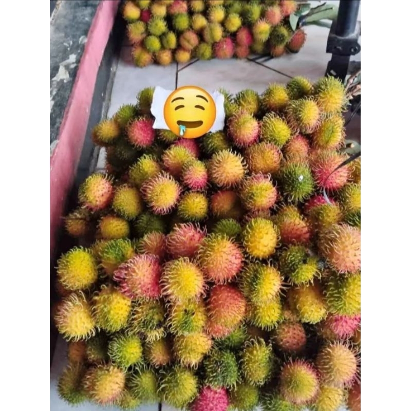 

rambutan rapiah