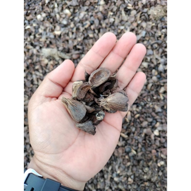 Cangkang Kelapa Sawit