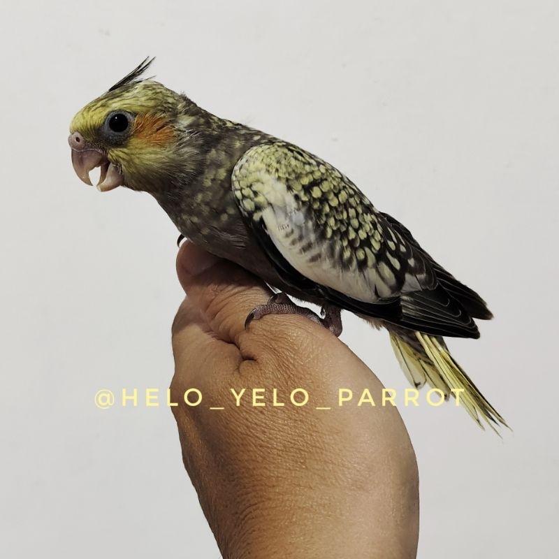 Parkit Australia / Falk / Cockatiel
