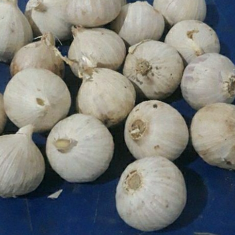 

bawang tunggal super putih 500 gram/bawang tunggal super free kardus packing baru