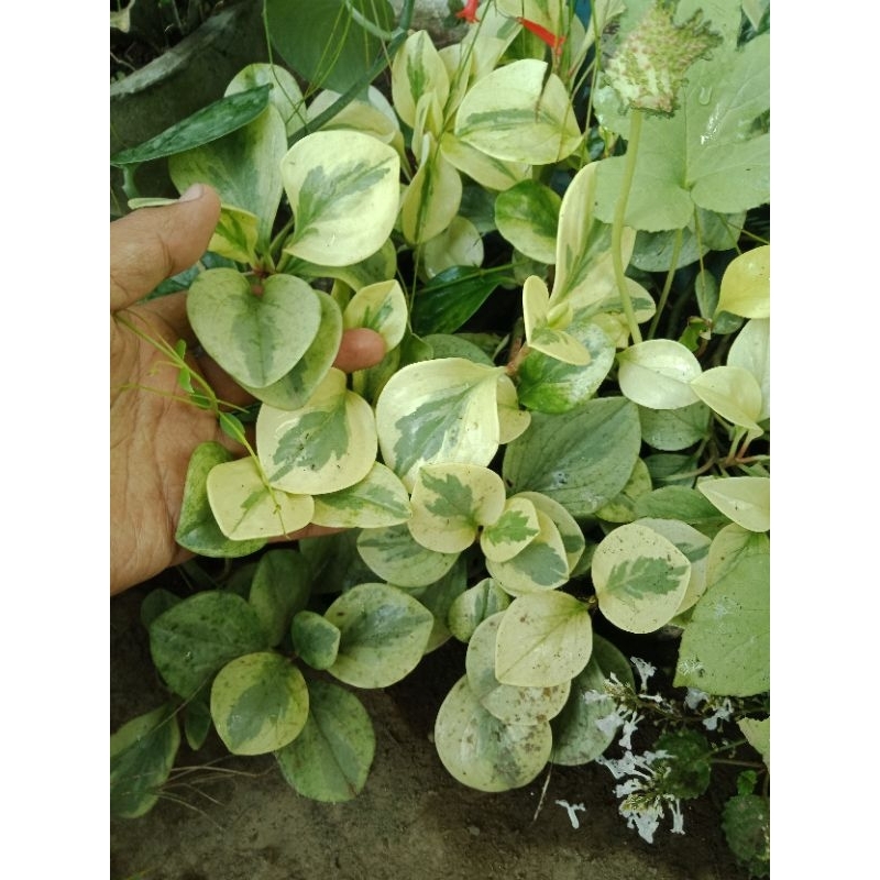 (minimal order 15rb) macam2 stek blm brakar bunga gantung : peperomia, lili paris, spiderplant, mian