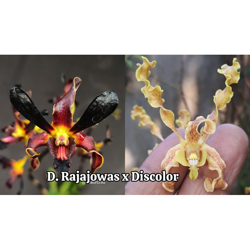 Anggrek Hitam Dendrobium Rajajowas x Discolor