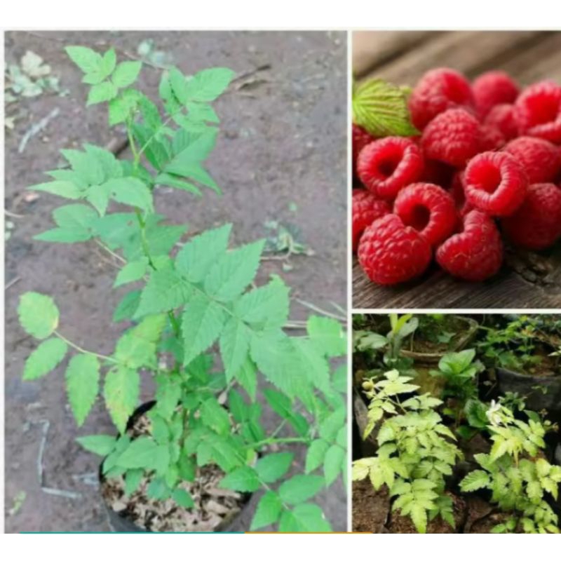 Jual Bibit Tanaman langka-Buah Arben Arben Hutan siap tanam