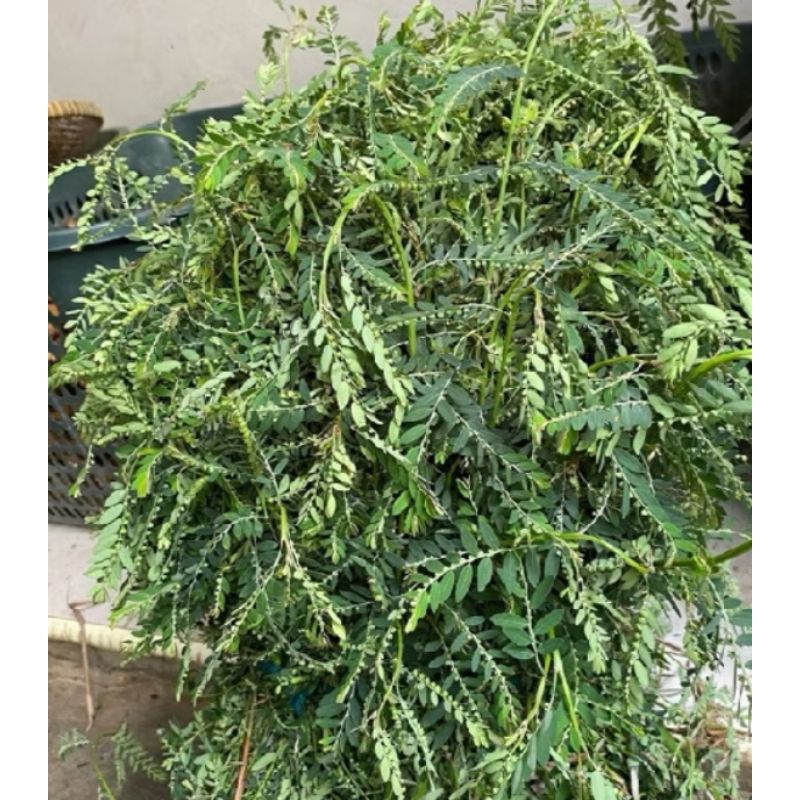 

daun Meniran segar 500 grm