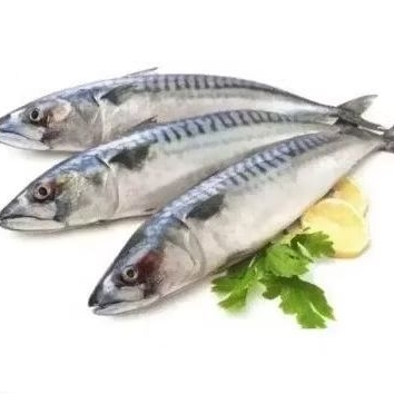 

ikan kembung salem 1kg fresh beku,ikan kembung isi 8-10