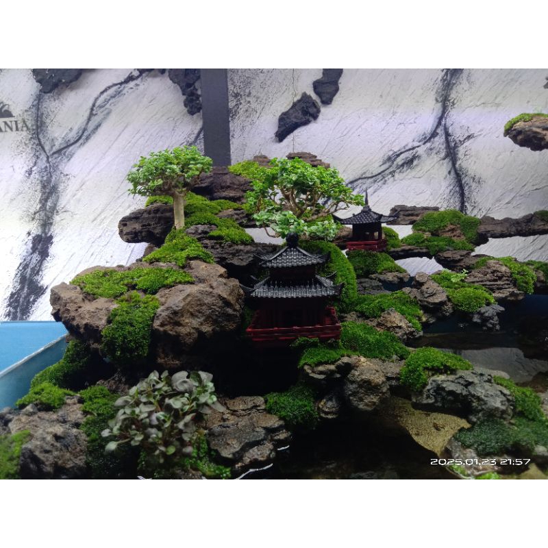 paludarium full set 02 #aquascape #paludarium #vivarium #terrarium