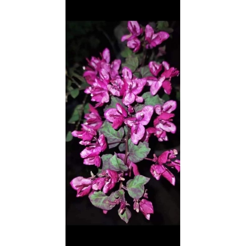 Bougenville black maria