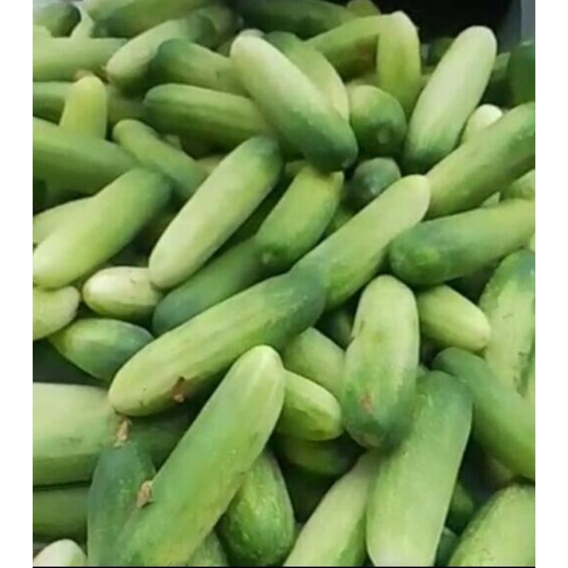 

MENTIMUN BABY SEGAR BARU PETIK FRESS LANGSUNG DARI PETANI /kg
