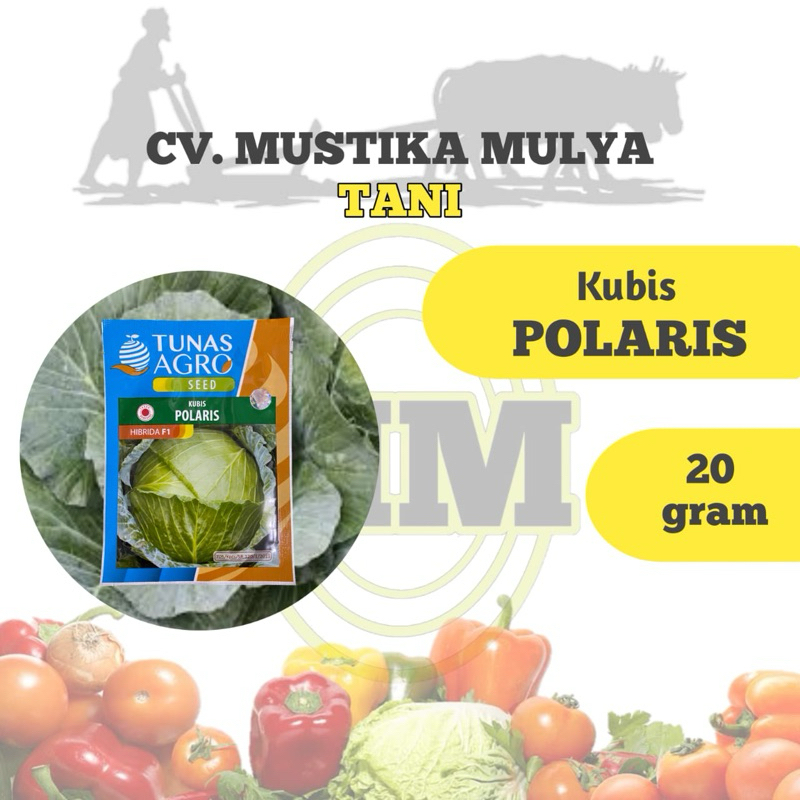 BENIH KUBIS ( POLARIS ) TUNAS AGRO