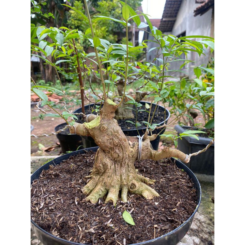 Bahan bonsai anting putri