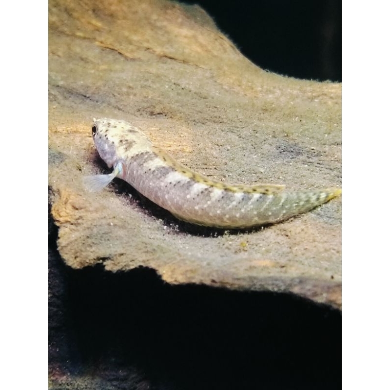 Limbata Tiger