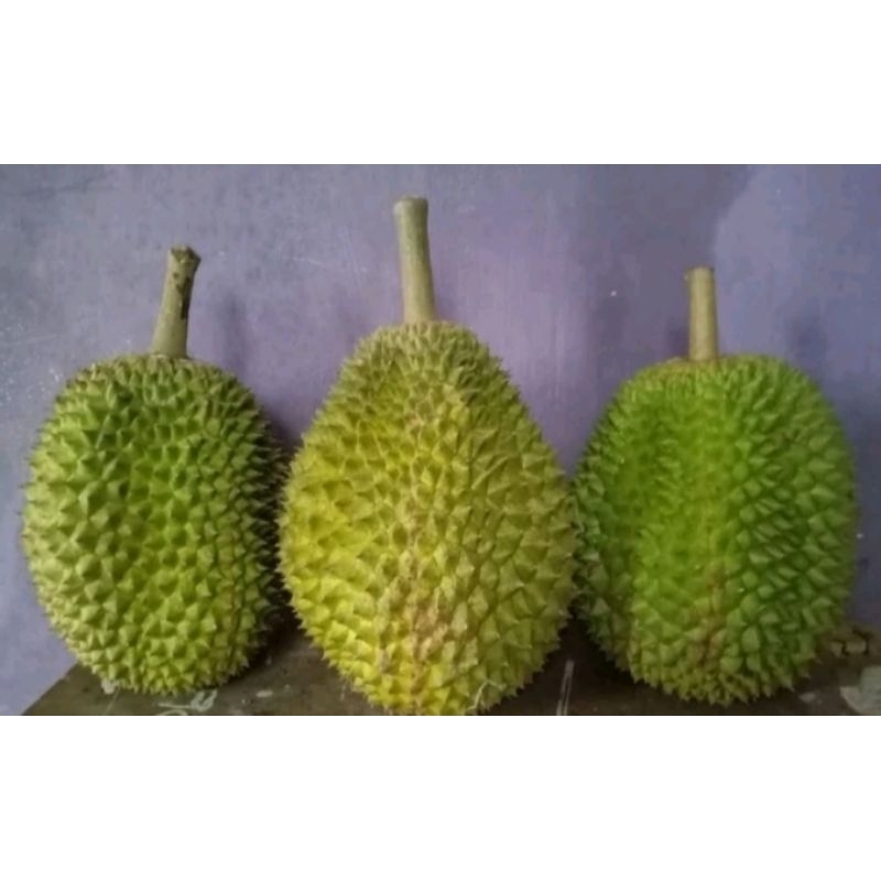 

DURIAN JATOHAN DARI POHON