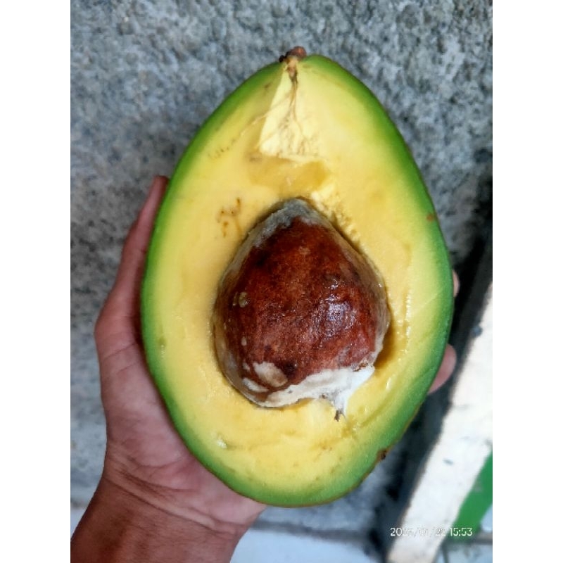 

Alpukat Aligator Empuk Legit 1kg