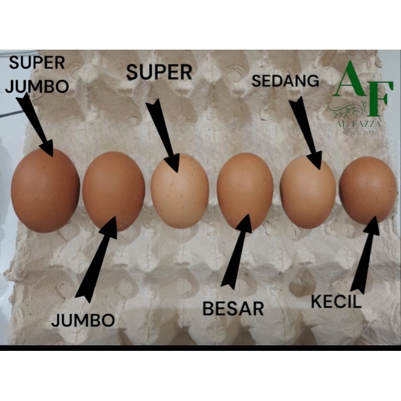 

TELUR AYAM Perbutir FRESH langsung dari kandang